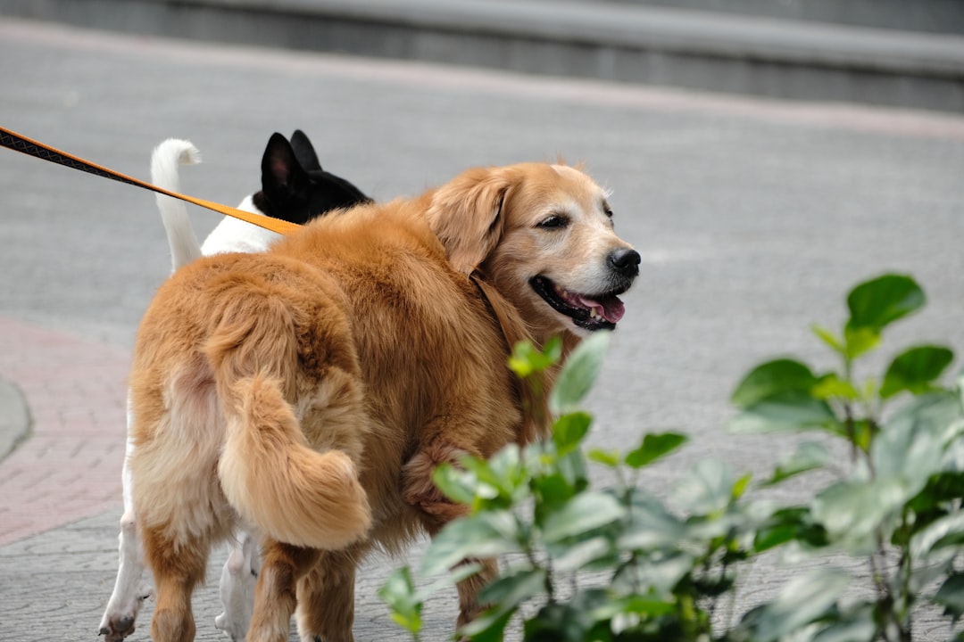 Mobile dog grooming booking software demo